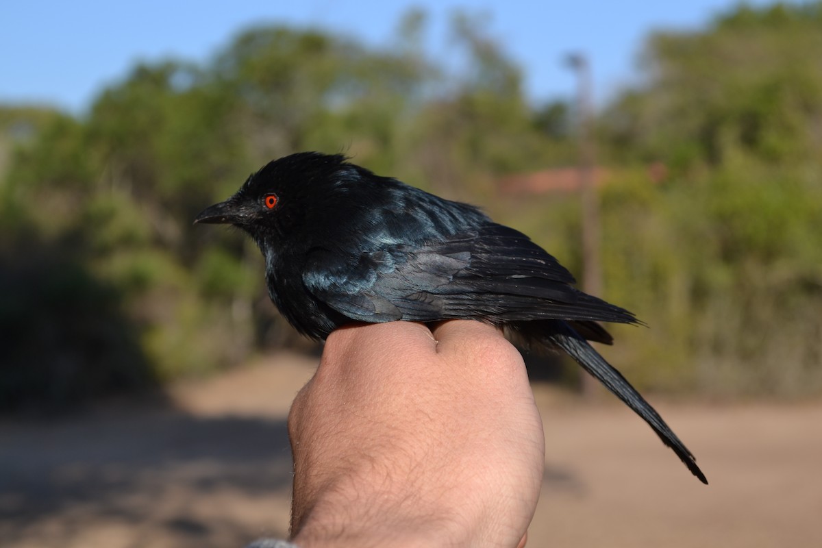 Square-tailed Drongo - ML500187601