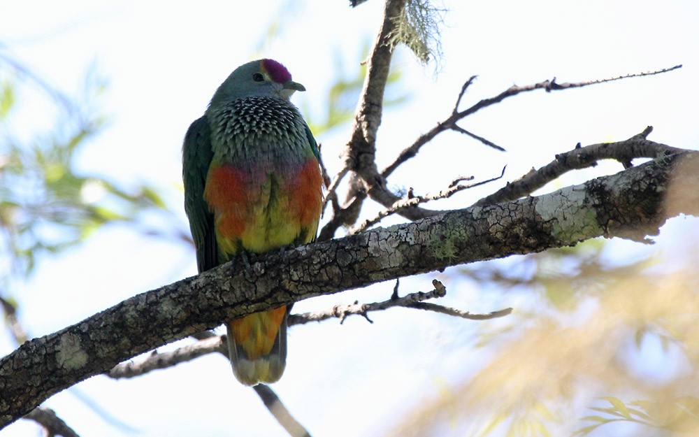Rose-crowned Fruit-Dove - ML500187761