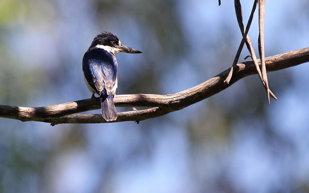 Forest Kingfisher - ML500187781
