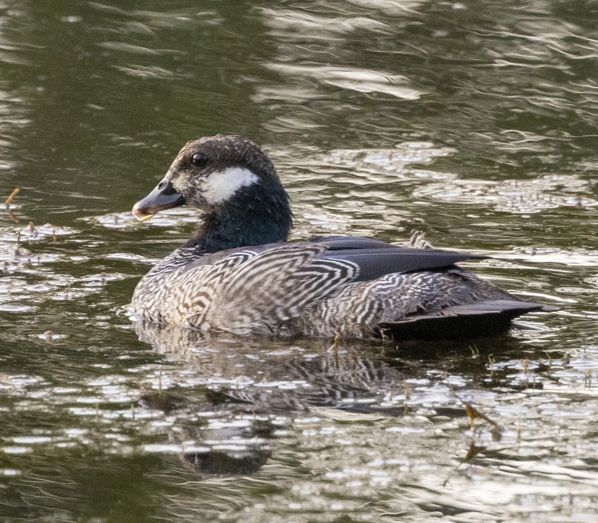 Green Pygmy-Goose - Marie Lister