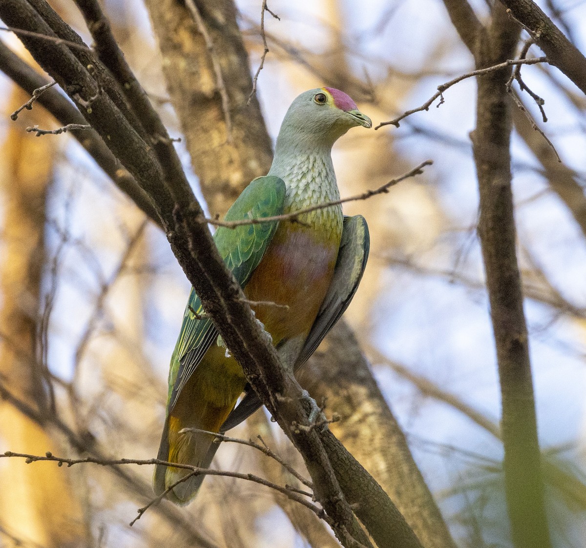 Rose-crowned Fruit-Dove - ML500188691