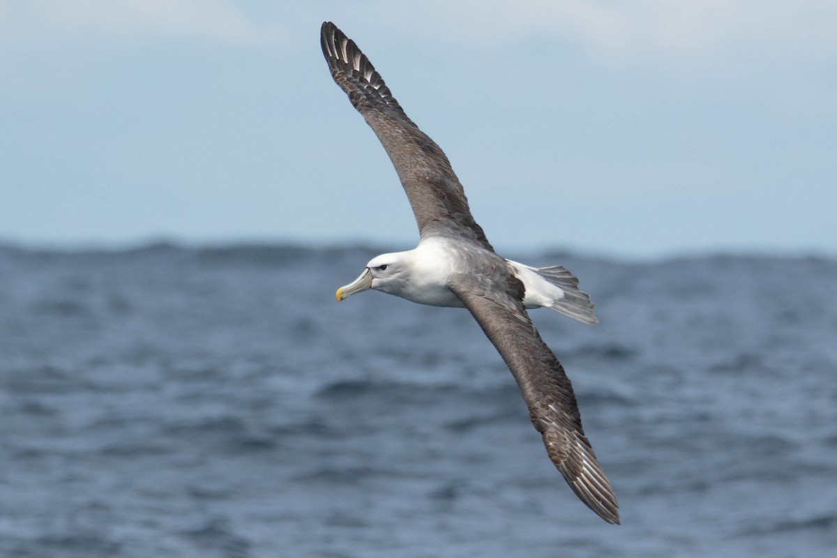 White-capped Albatross - ML500188771