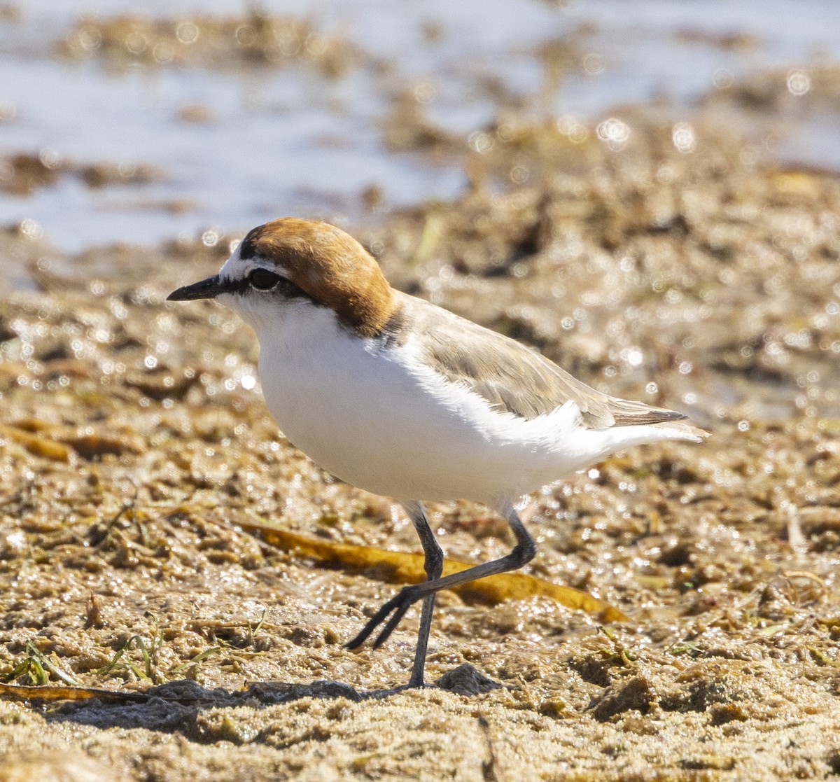Red-capped Plover - ML500189361