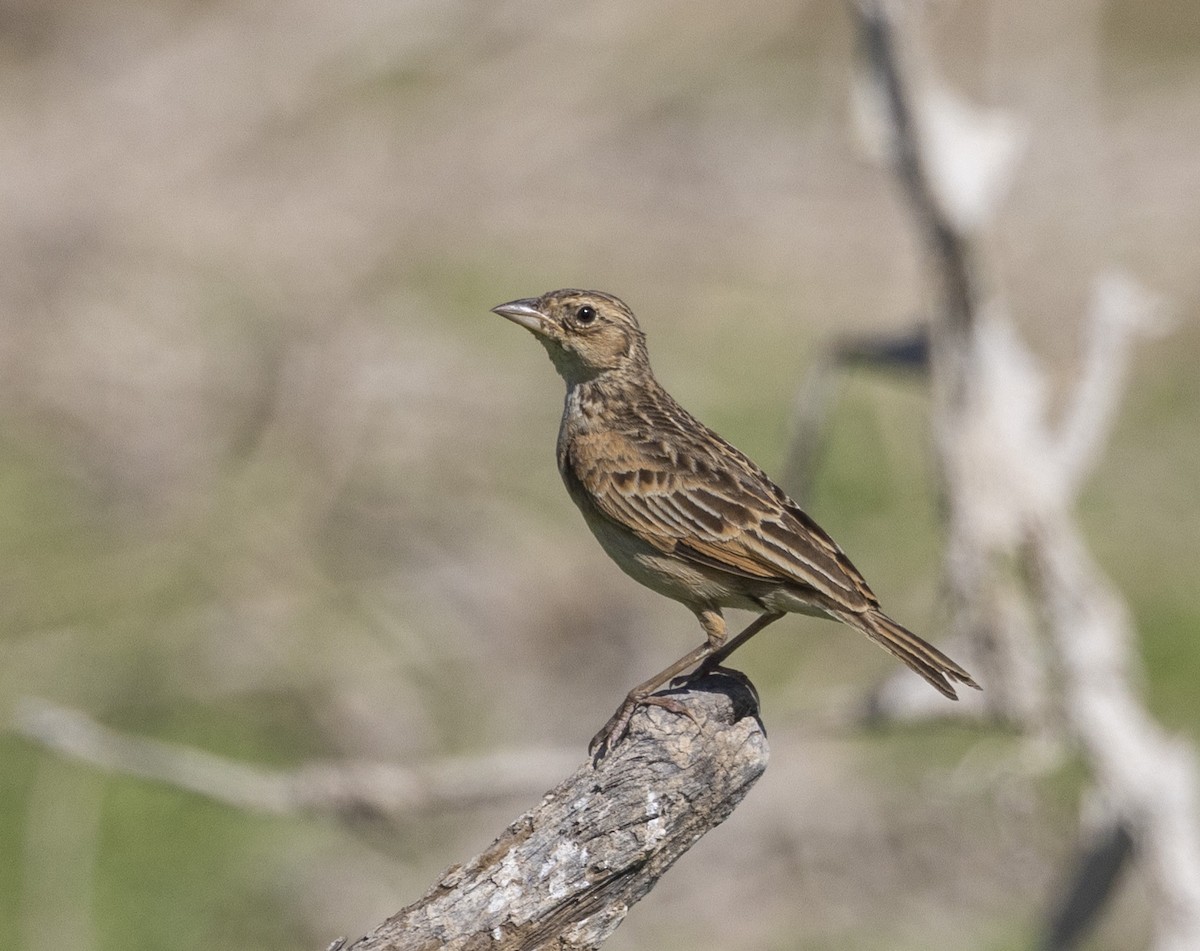 Horsfield's Bushlark (Australasian) - ML500189511