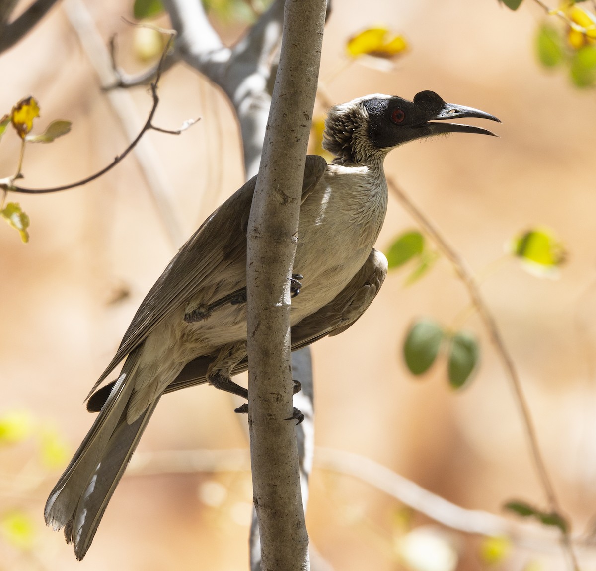 Silver-crowned Friarbird - ML500189591