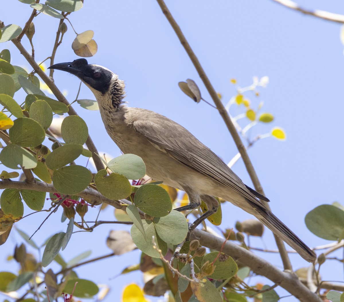 Silver-crowned Friarbird - Marie Lister