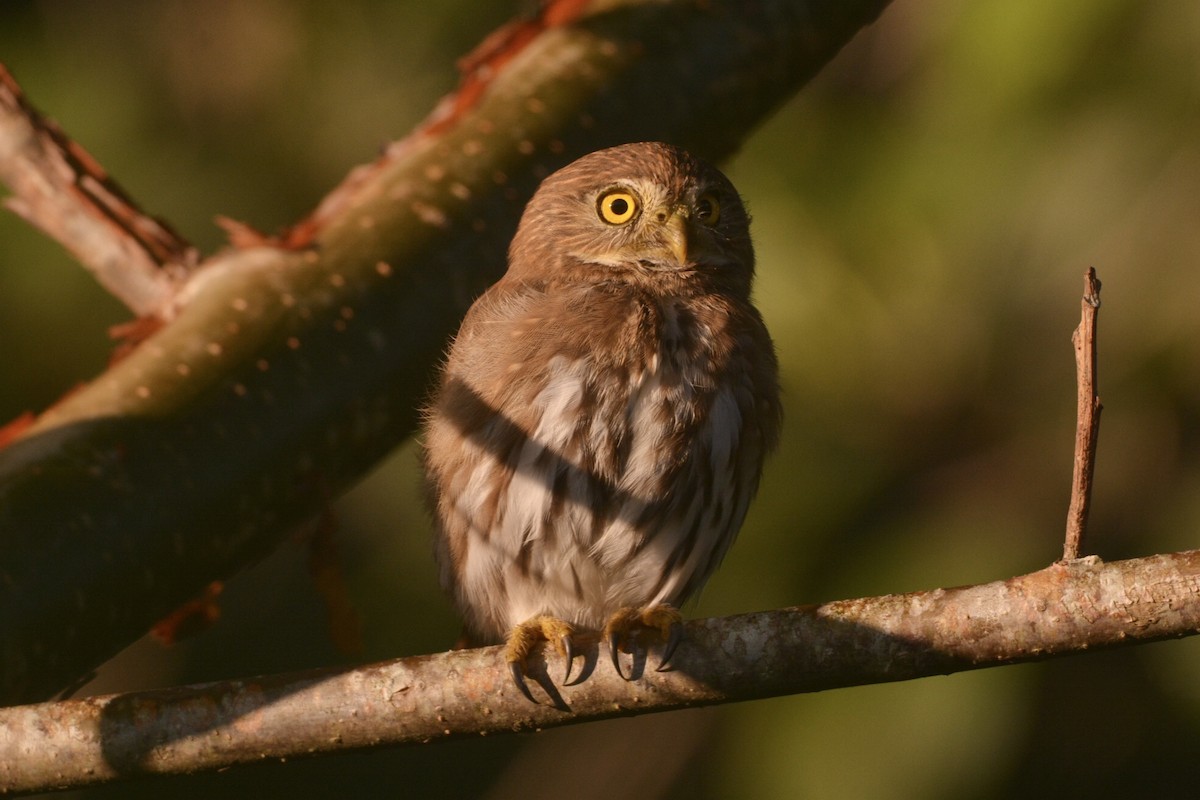 Ferruginous Pygmy-Owl - ML500190661