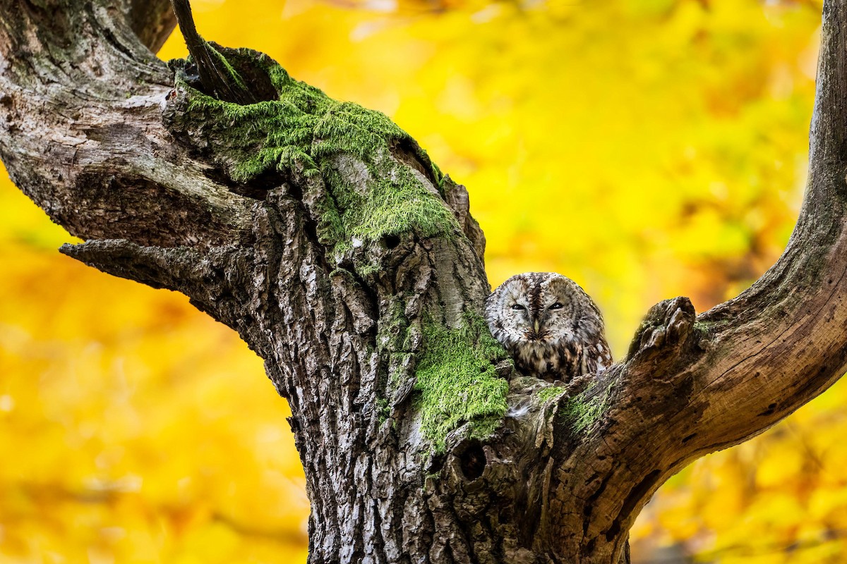 Tawny Owl - ML500191741