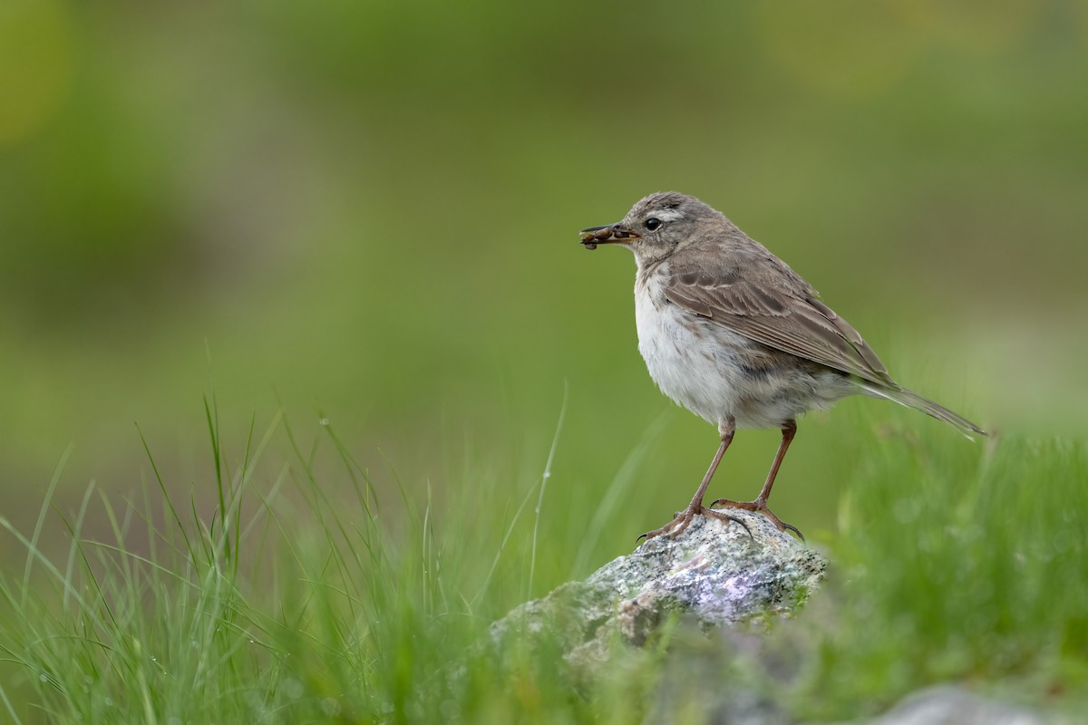 Water Pipit - ML500193231