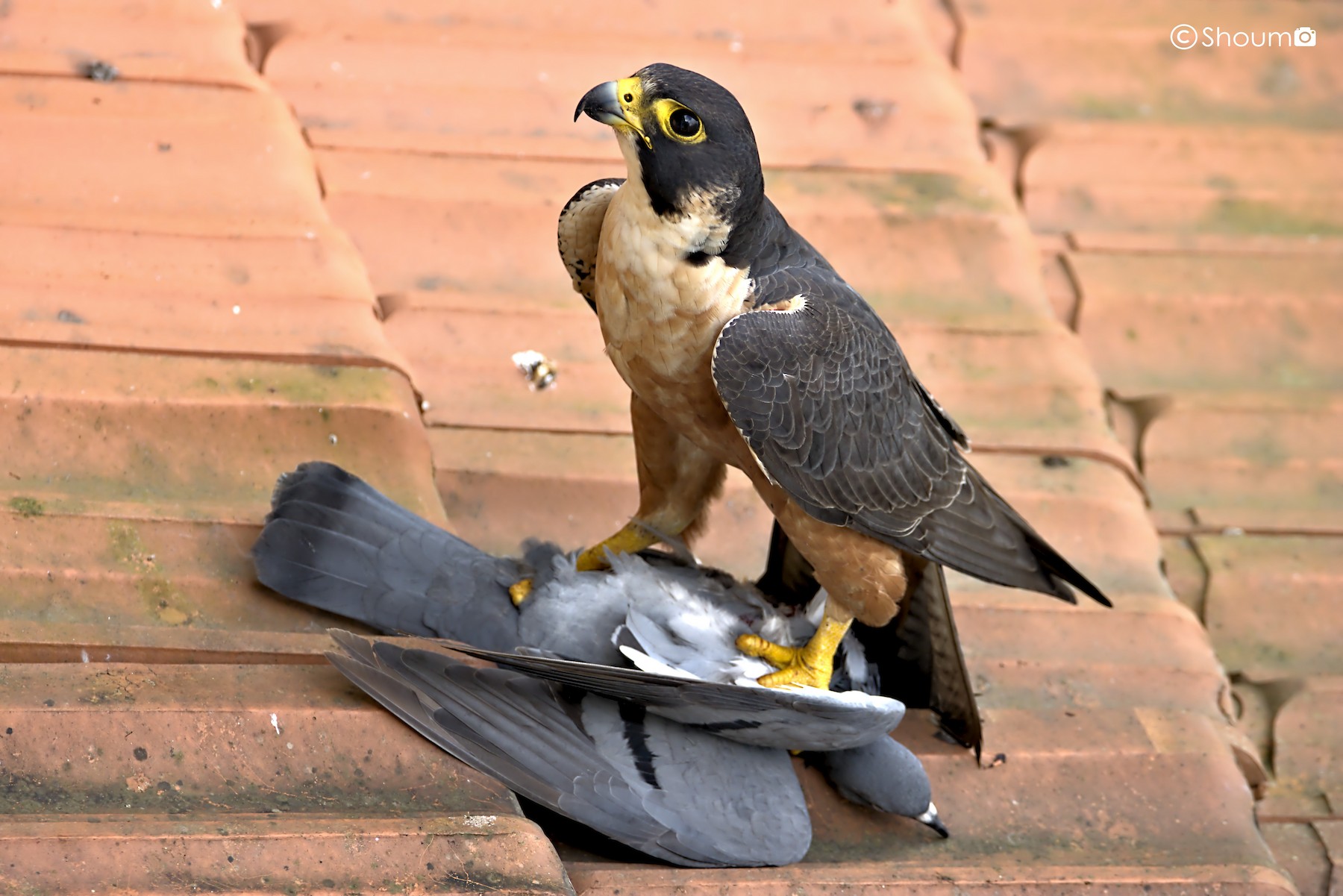 Peregrine Falcon Beak