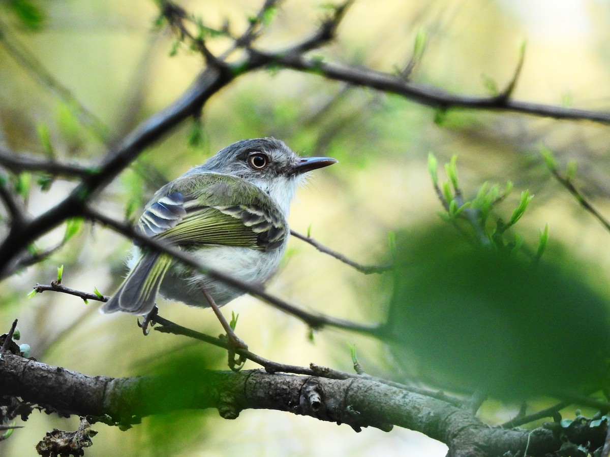 Pearly-vented Tody-Tyrant - ML500197251