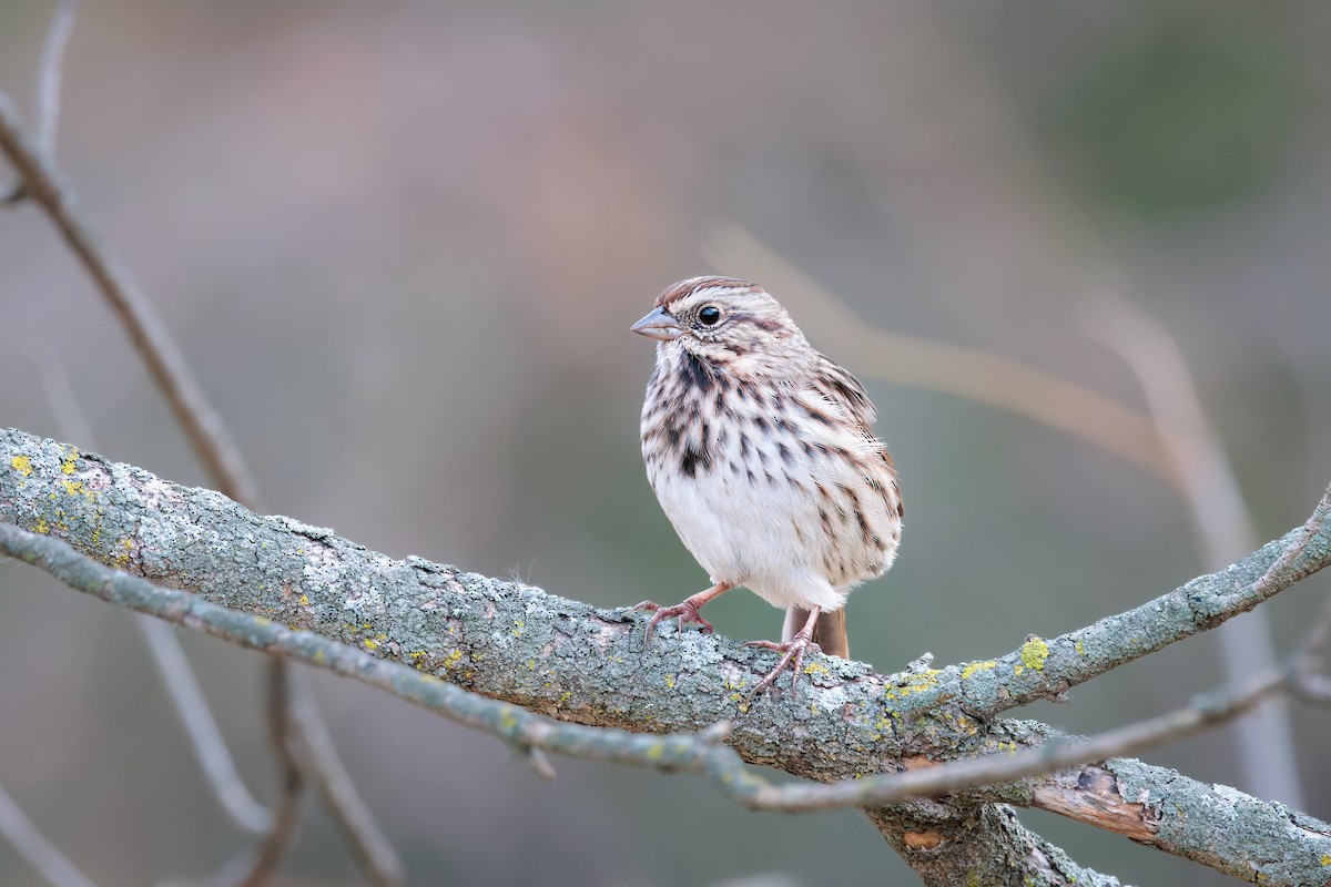 Song Sparrow - Tim Emmerzaal