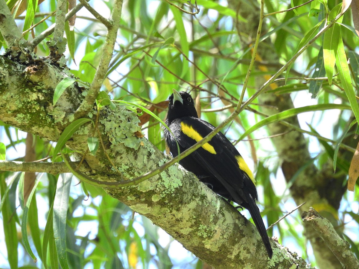 Golden-winged Cacique - ML500200631