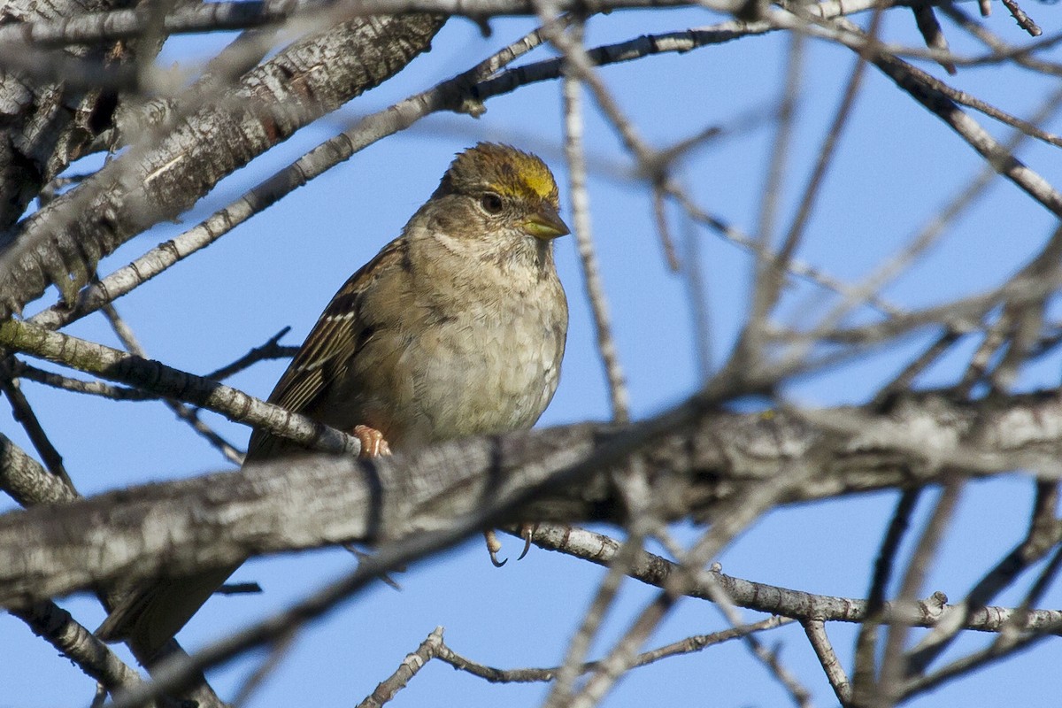 Golden-crowned Sparrow - Christopher Adler
