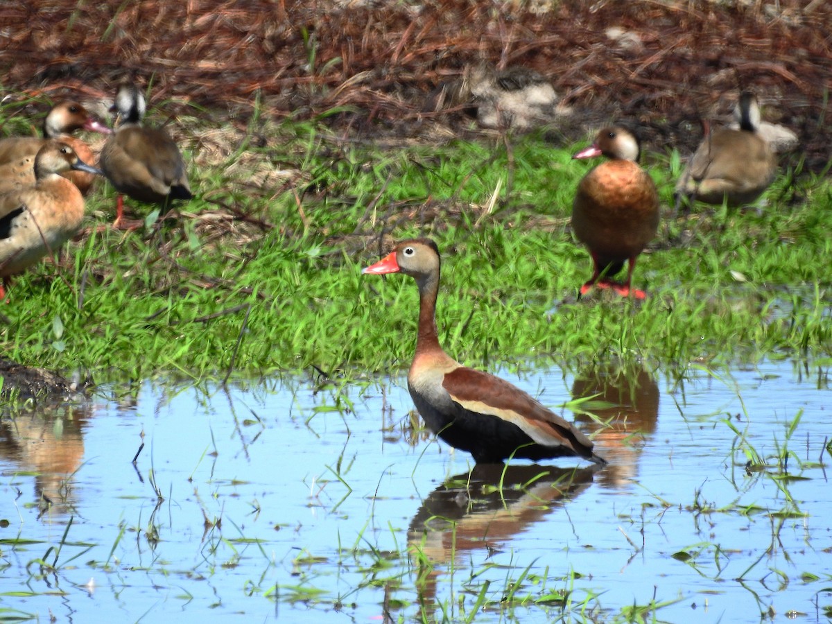 Black-bellied Whistling-Duck - ML500201721