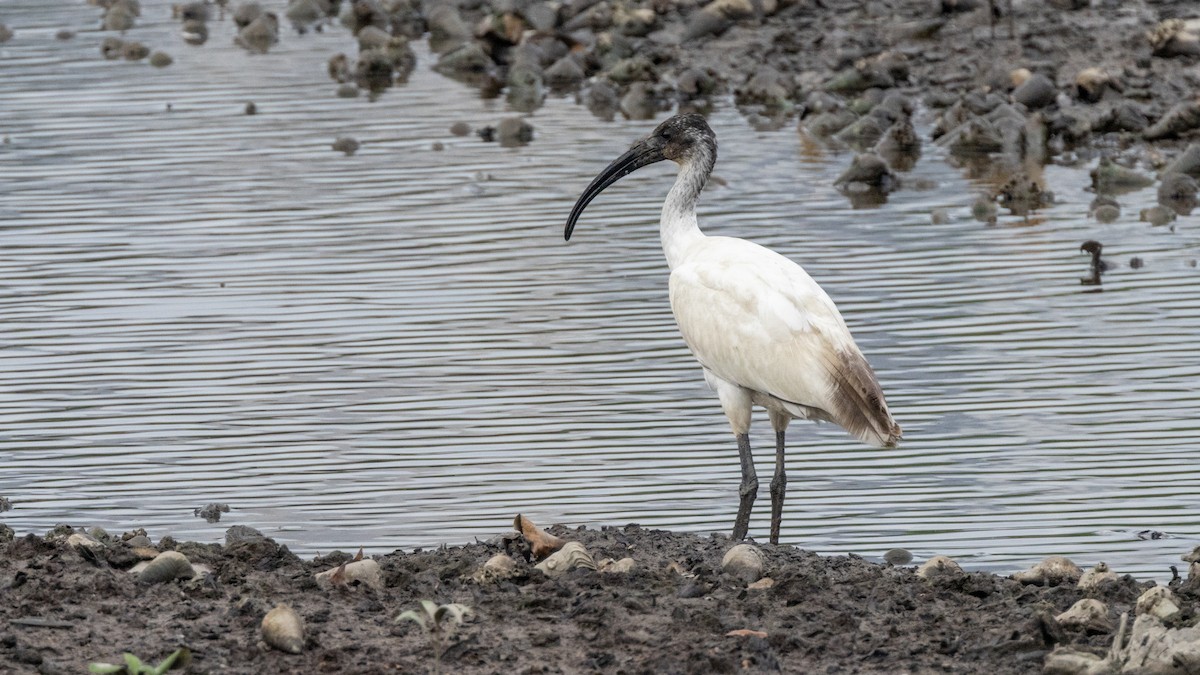 ibis černohlavý - ML500202351