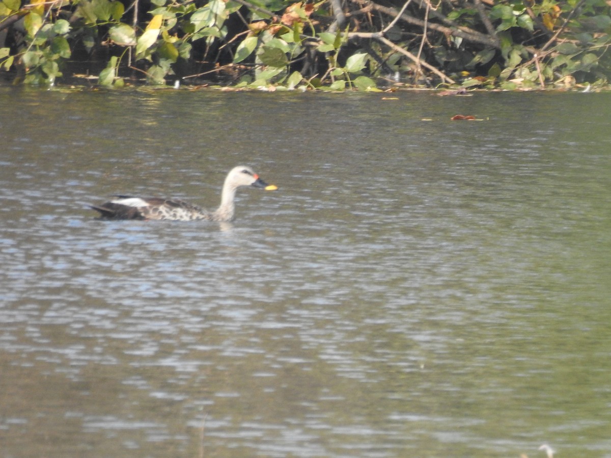 Indian Spot-billed Duck - Munish Gowda