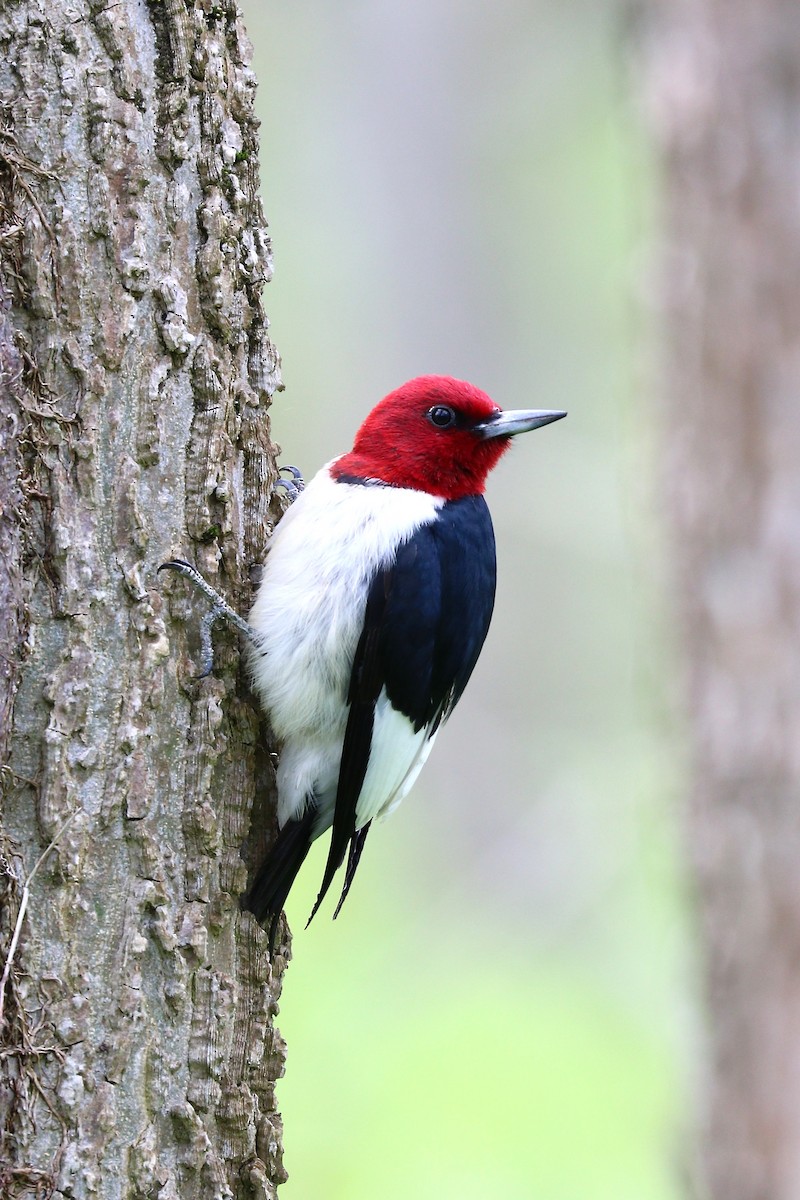 Red-headed Woodpecker - Aaron Marshall