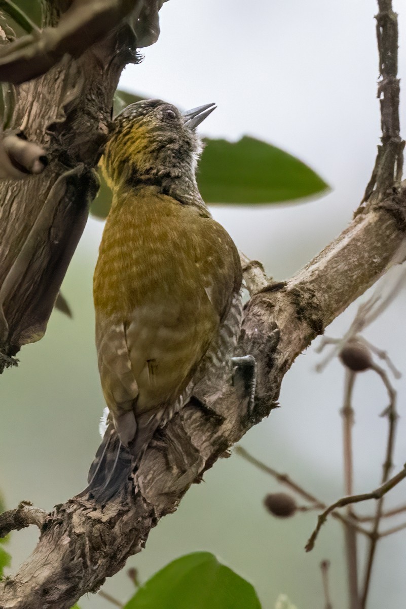 Yellow-eared Woodpecker - ML500207511