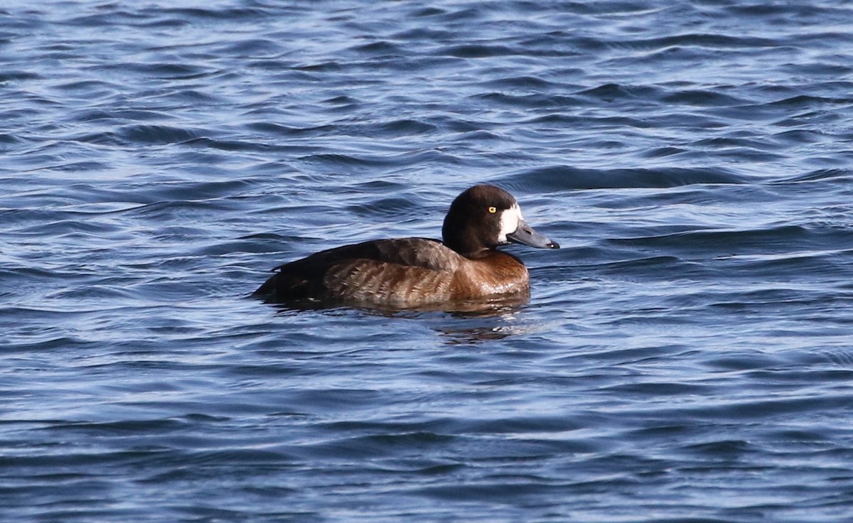 Greater Scaup - ML50020981