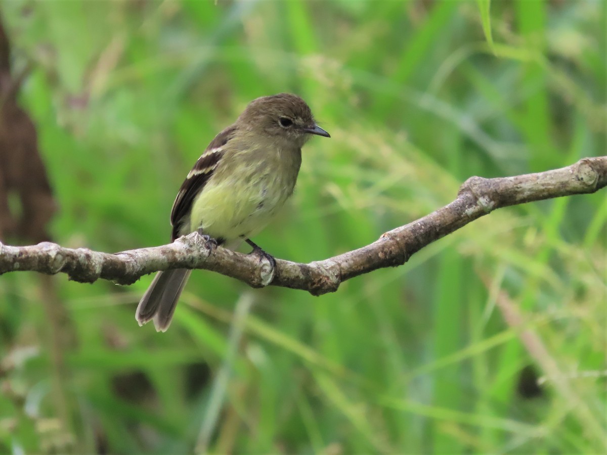Olive-chested Flycatcher - ML500209971