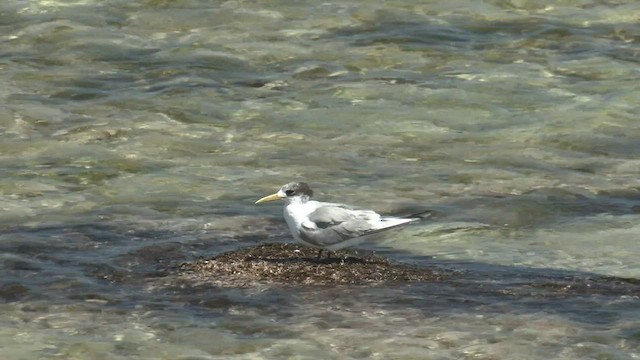 Great Crested Tern - ML500210511