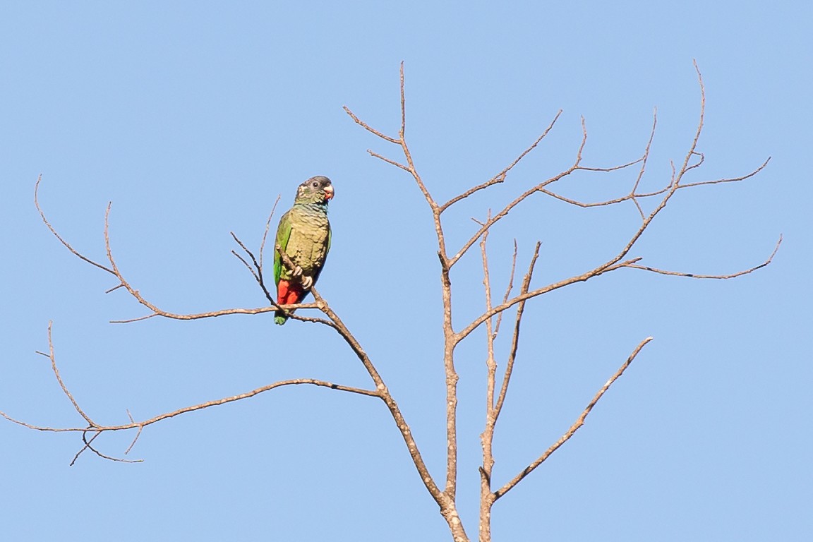 Red-billed Parrot - ML50021511