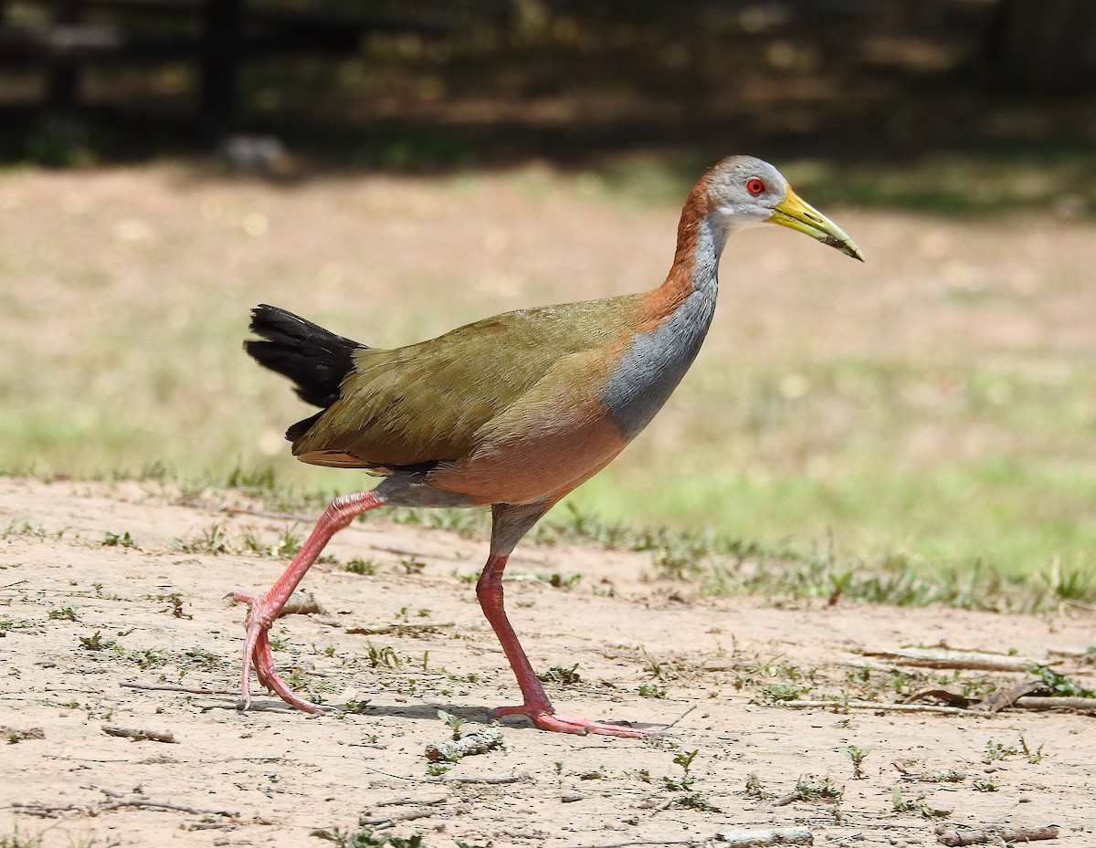 Giant Wood-Rail - ML500219511