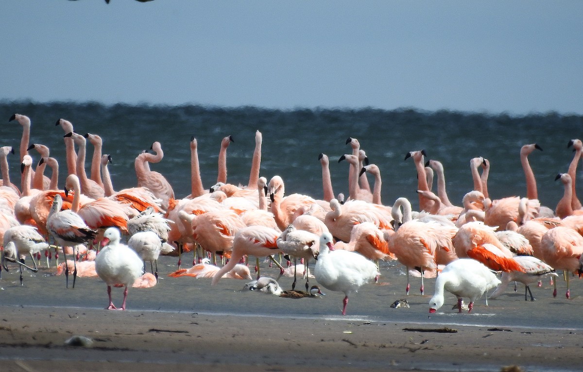 Chilean Flamingo - ML500222191