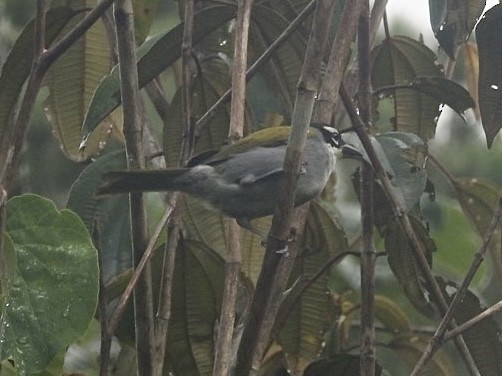 Black-crowned Palm-Tanager - ML500228021