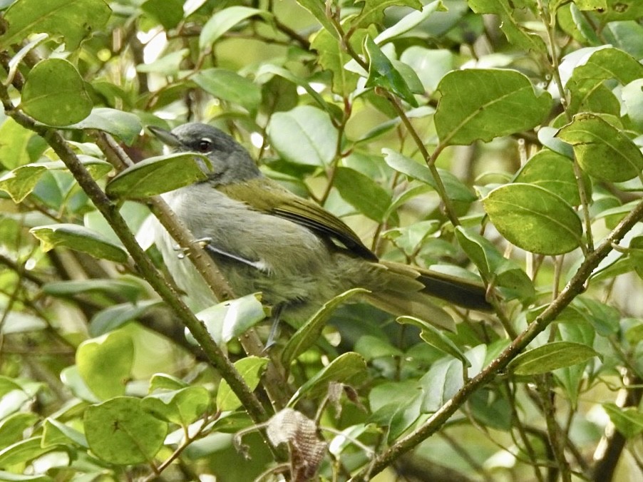 Green-tailed Warbler - ML500228121