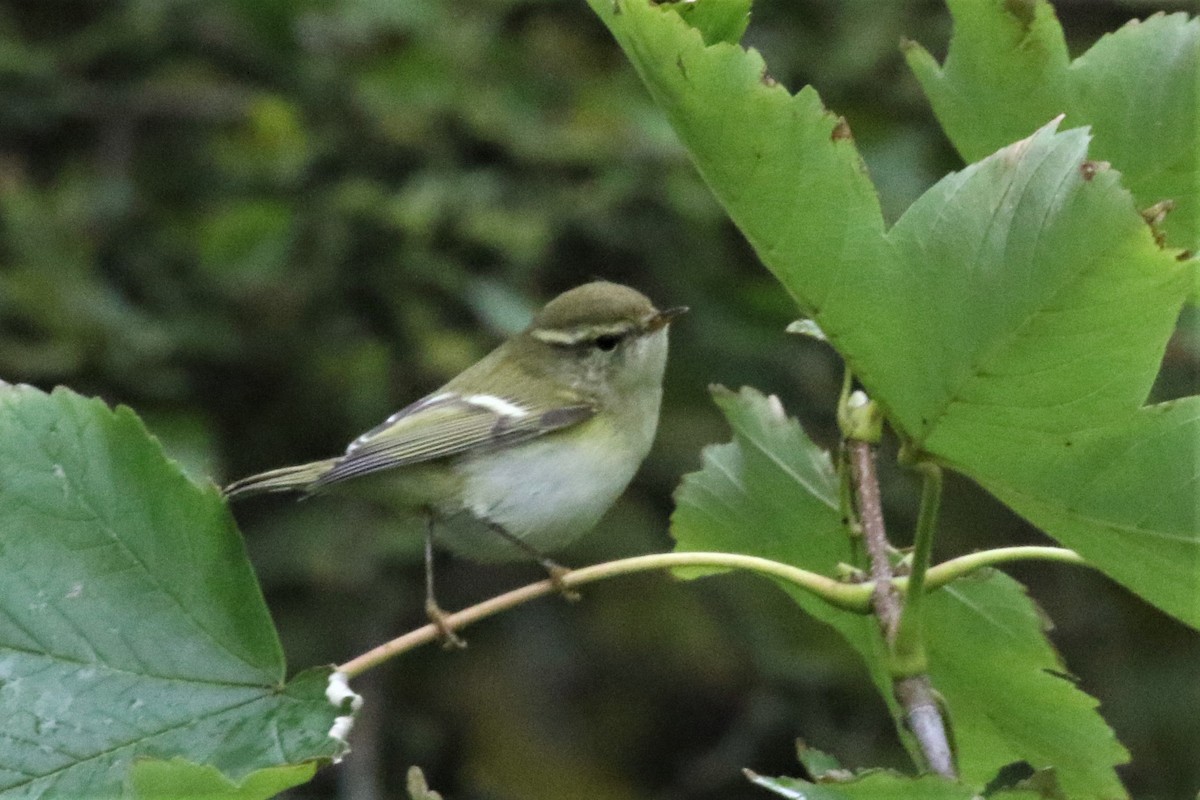 Yellow-browed Warbler - ML500233071