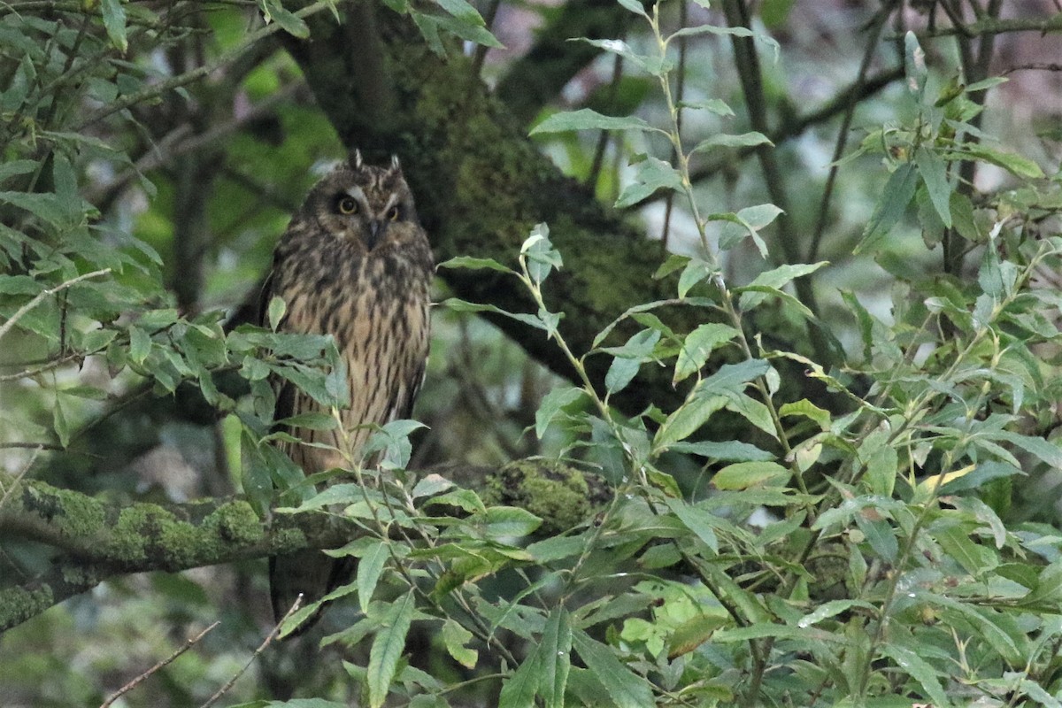 Short-eared Owl - ML500233101