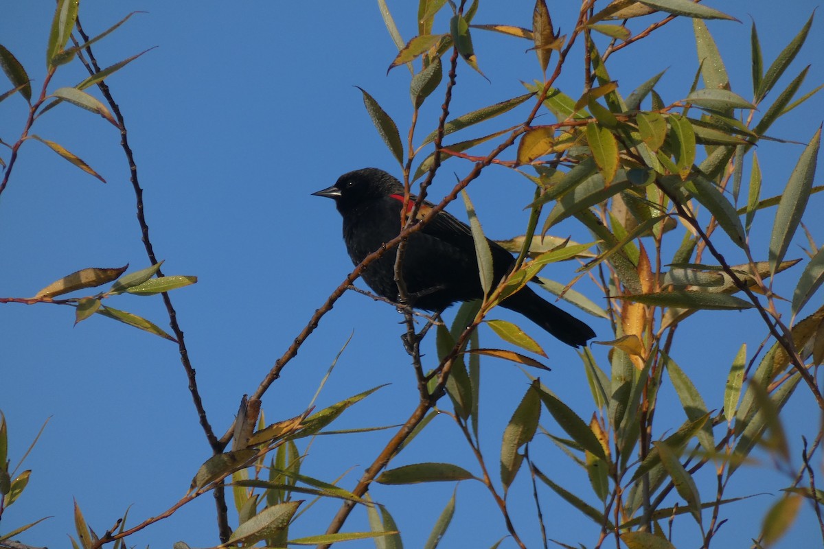 Red-winged Blackbird (Red-winged) - ML500233531