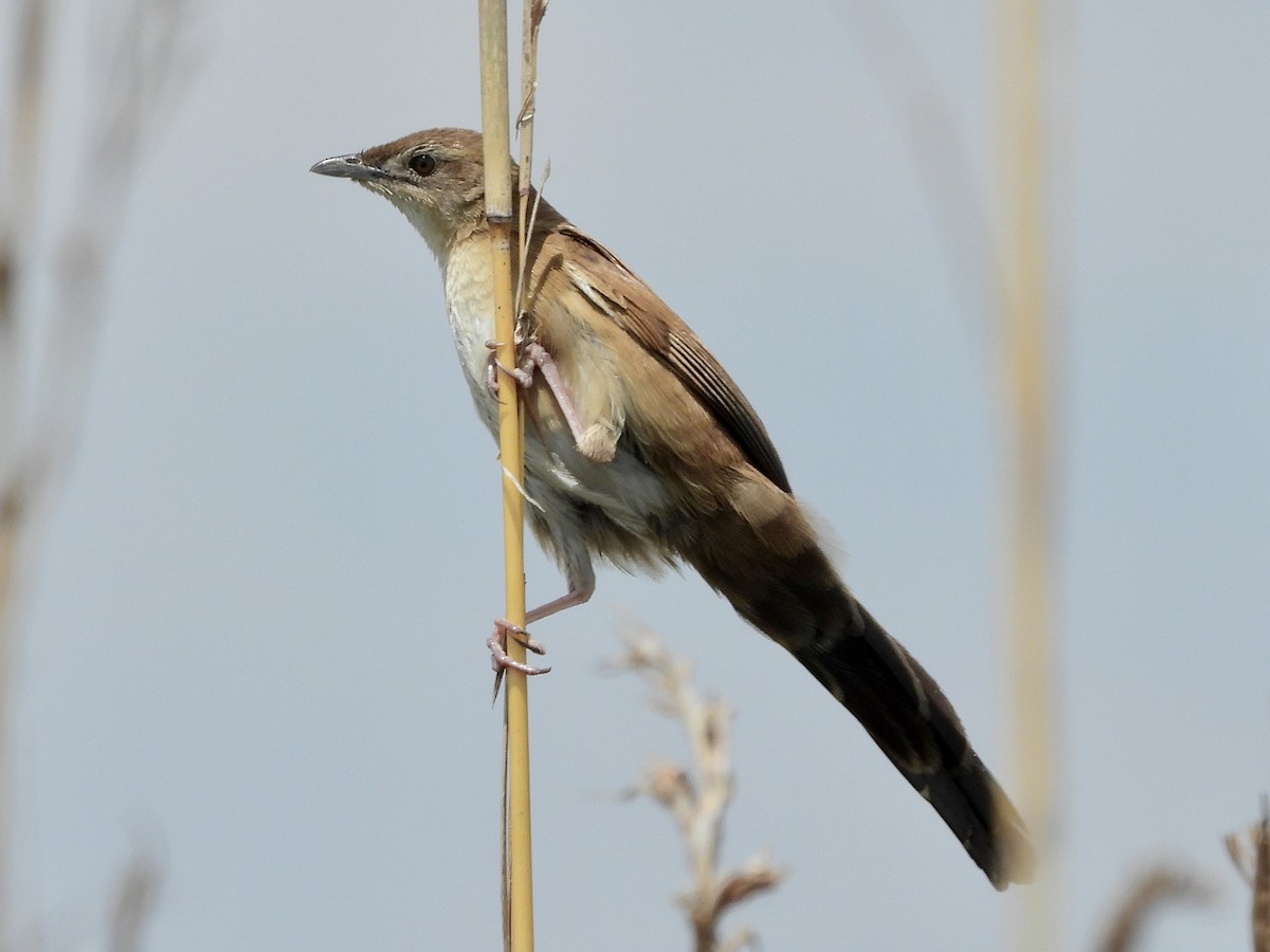 Fan-tailed Grassbird - ML500236551