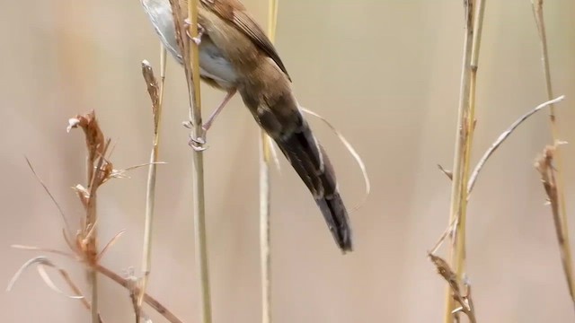 Fan-tailed Grassbird - ML500236891