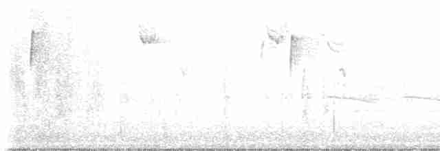 גיבתונית לבנת-גרון - ML500237881