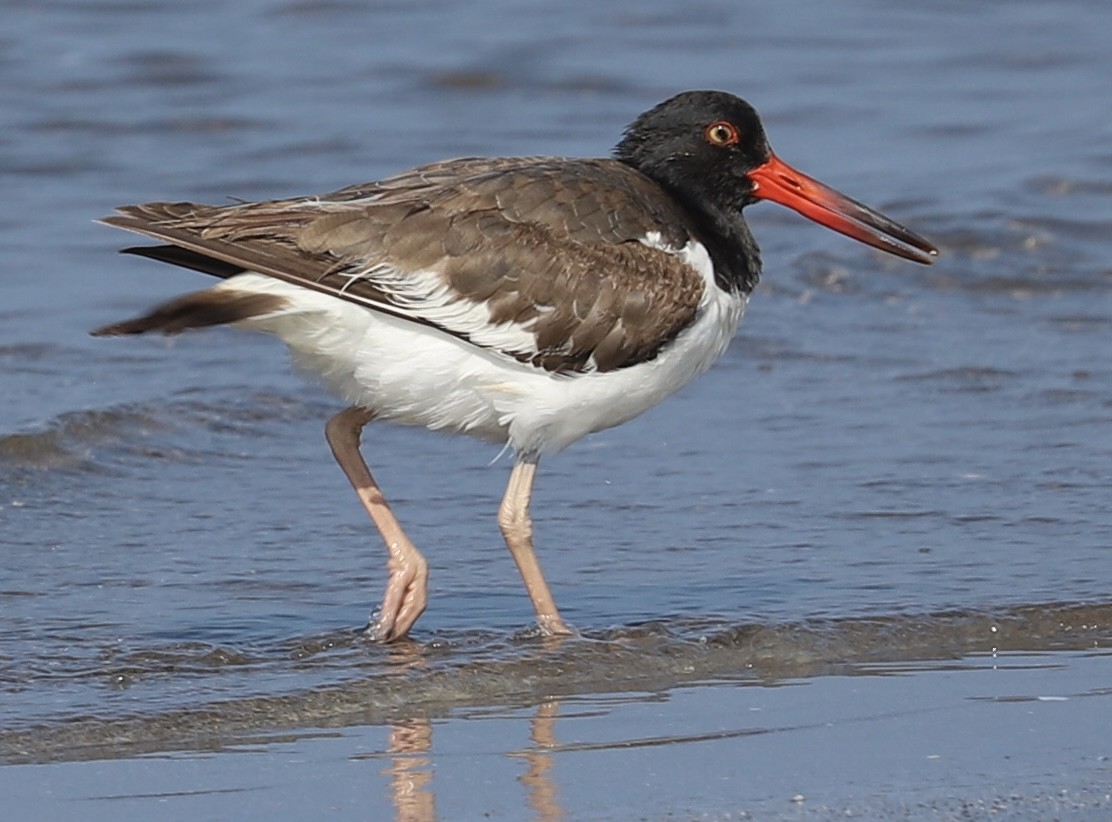 American Oystercatcher - Peter Grube Pagola