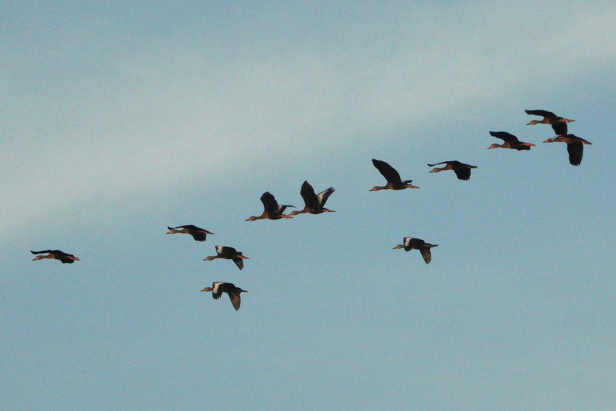 eBird Checklist 3 Nov 2022 The Celery Fields 47 species