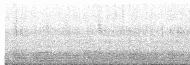 Чёрная казарка (hrota) - ML500243021