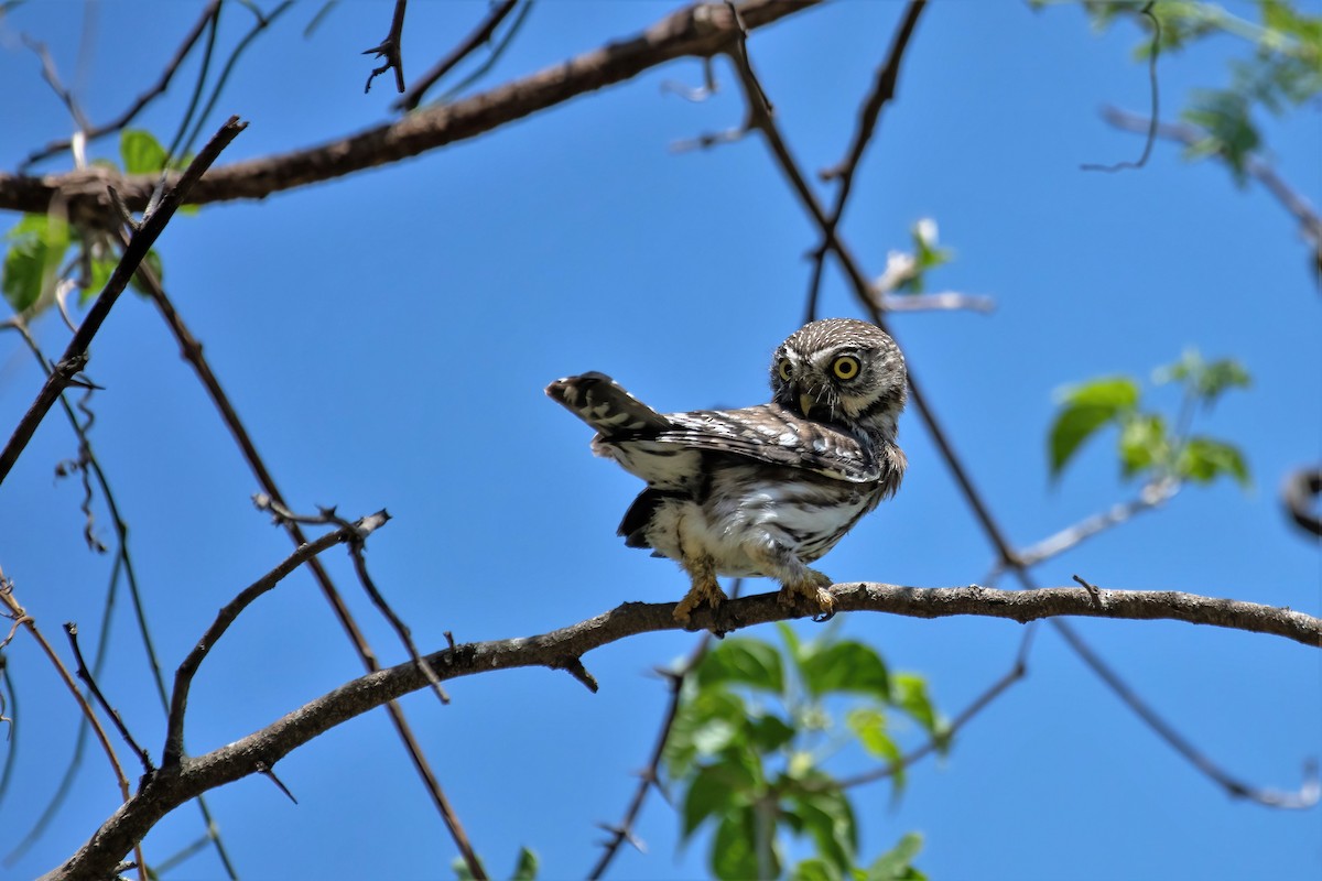 Peruvian Pygmy-Owl - ML500262791