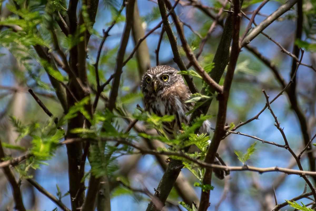Peruvian Pygmy-Owl - ML500263021