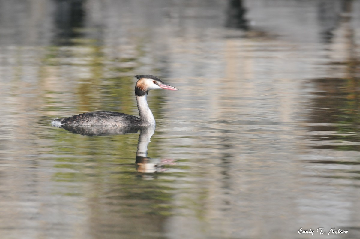 Great Crested Grebe - ML50026331