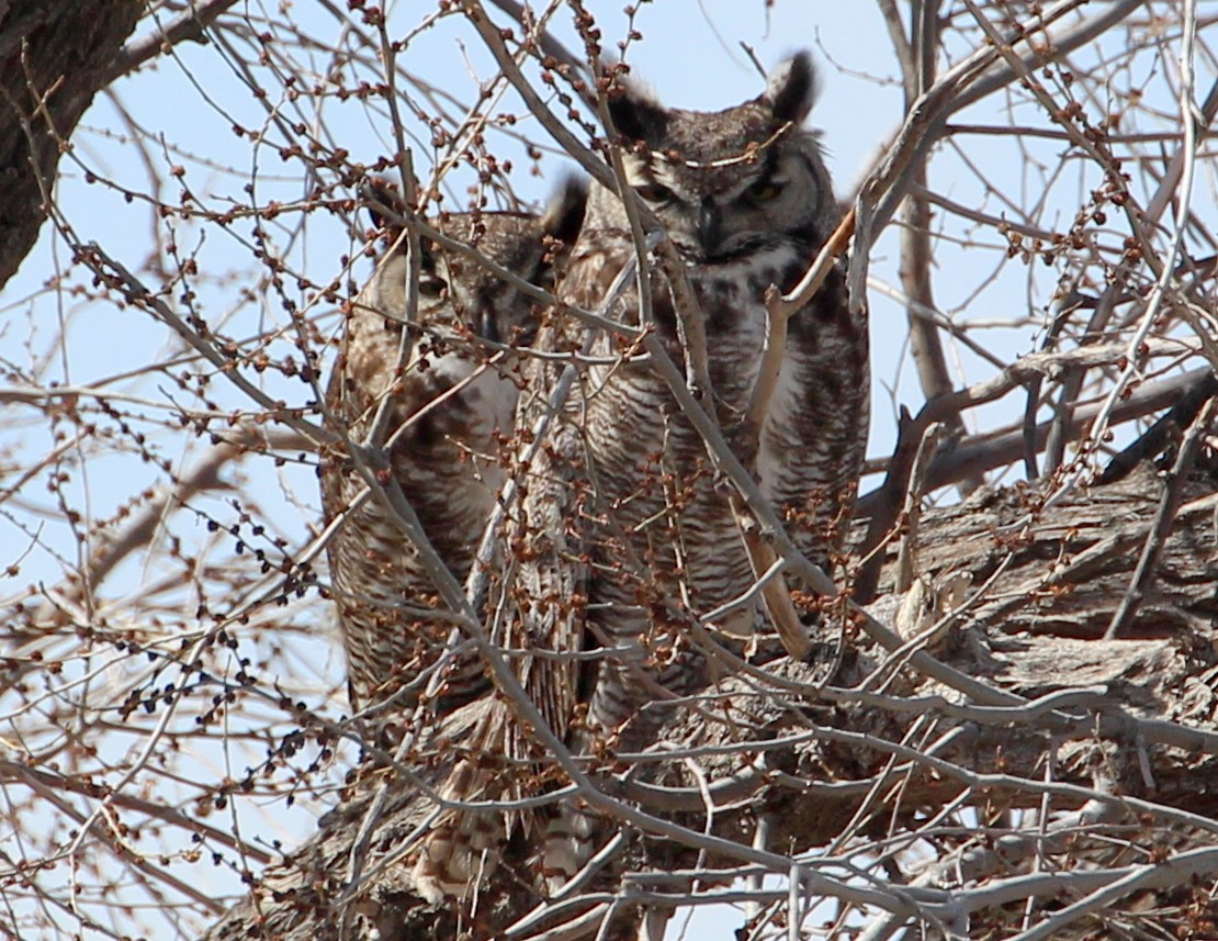 Great Horned Owl - ML50026511