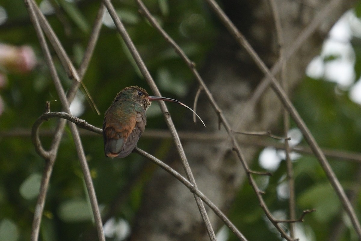Buff-bellied Hummingbird - Shane Carroll