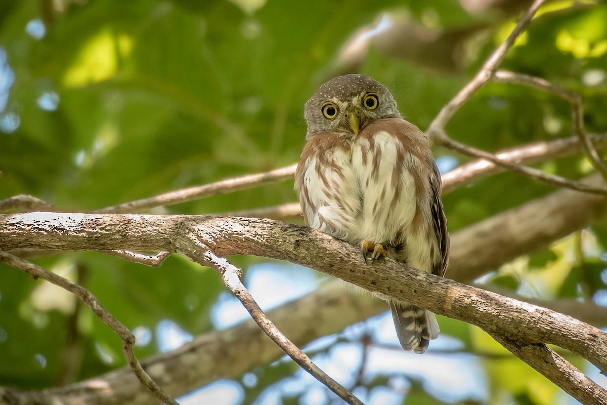 Colima Pygmy-Owl - ML500269711