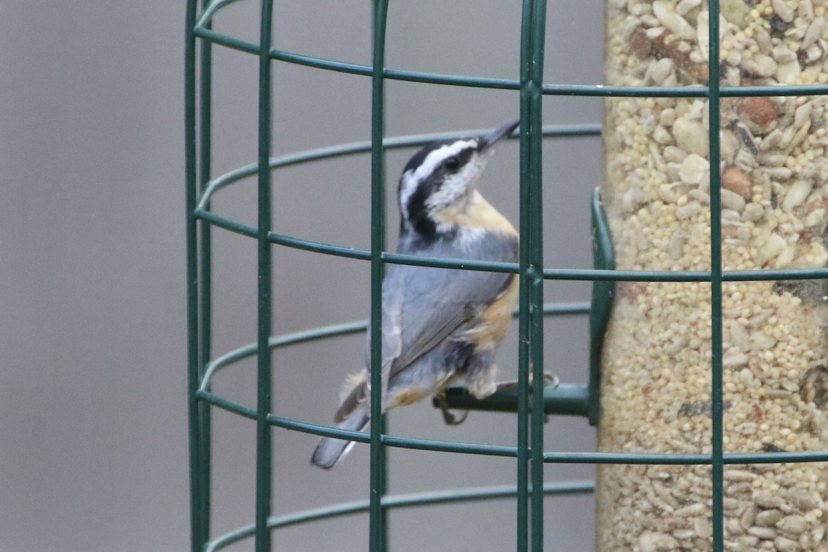 Red-breasted Nuthatch - ML500271001