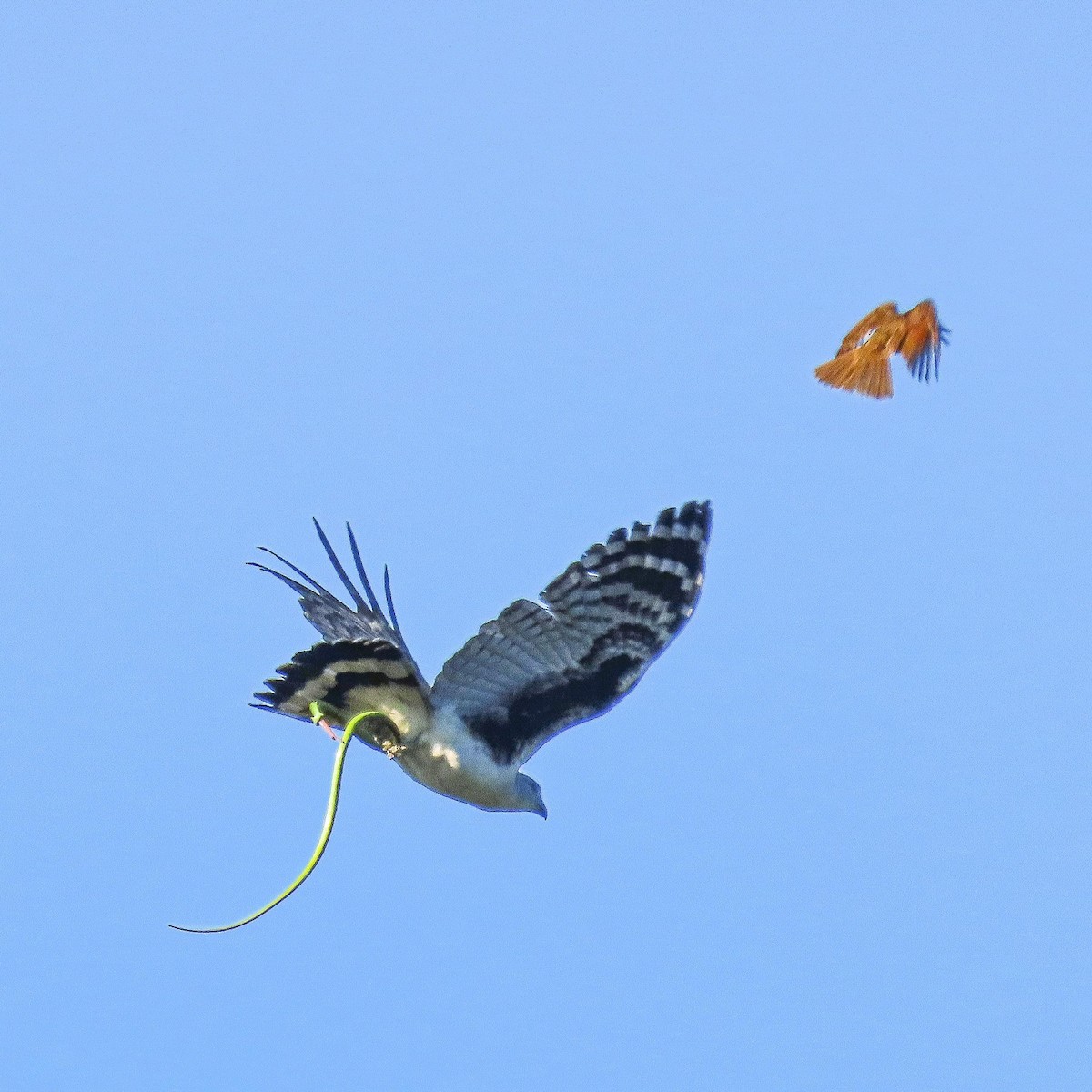 Gray-headed Kite - Fernando Pocho Cabral / Birding Iguazu