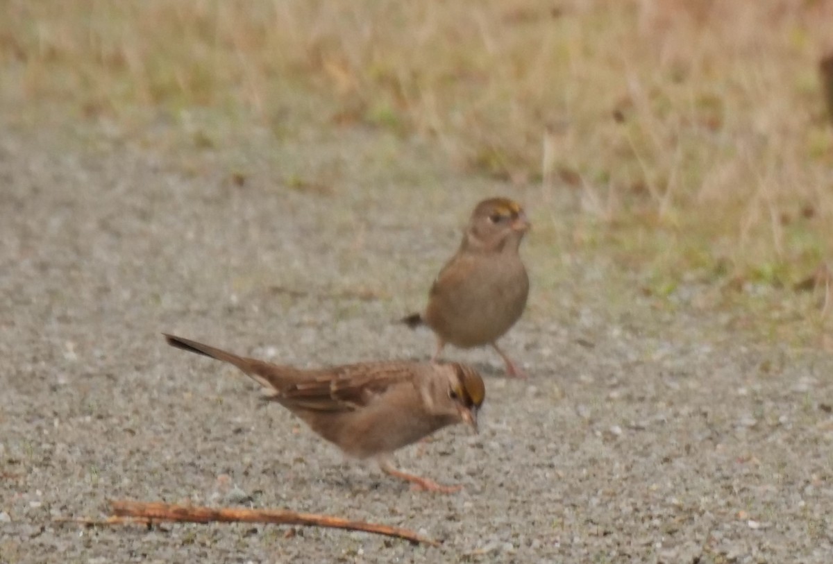 Golden-crowned Sparrow - ML500272831
