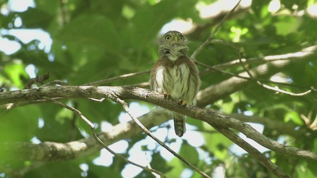 Colima Pygmy-Owl - ML500273171